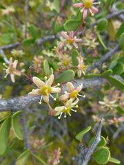 Gloveria integrifolia