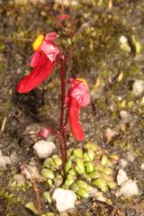 Utricularia menziesii