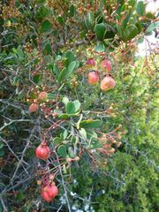 Gloveria integrifolia