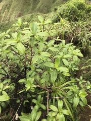 Kadua
