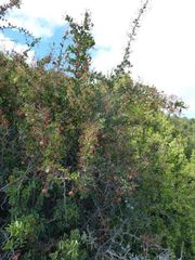 Gloveria integrifolia