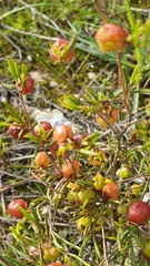 Dodonaea hexandra