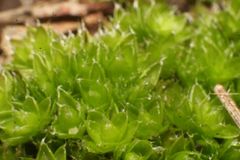 Pleurophascum occidentale