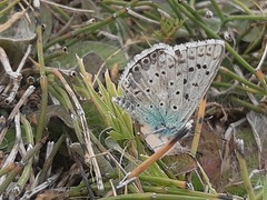 Polyommatus albicans