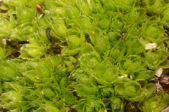 Pleurophascum occidentale