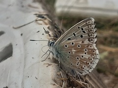 Polyommatus albicans
