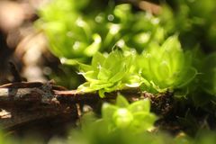 Pleurophascum occidentale