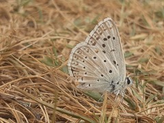 Polyommatus albicans
