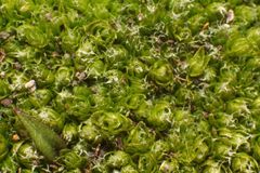 Pleurophascum occidentale