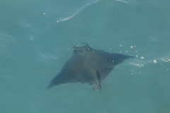 Mobula hypostoma