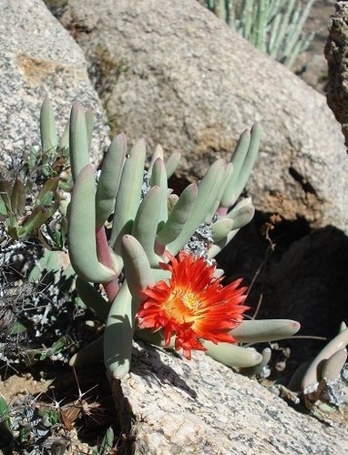 Astridia longifolia