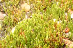 Eccremidium pulchellum