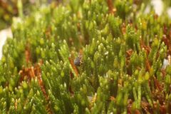 Eccremidium pulchellum