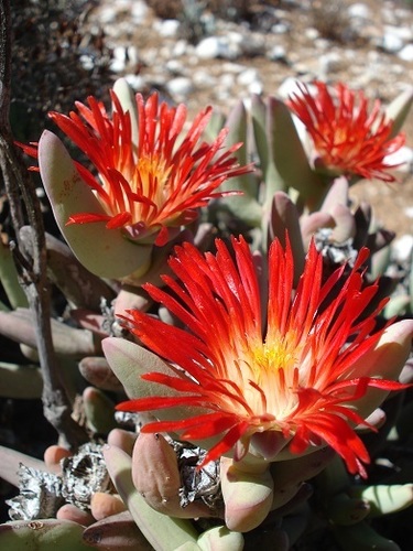 Astridia vanheerdei
