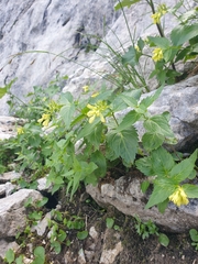 Paederota lutea