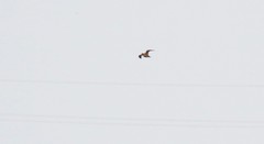 Gallinago gallinago gallinago