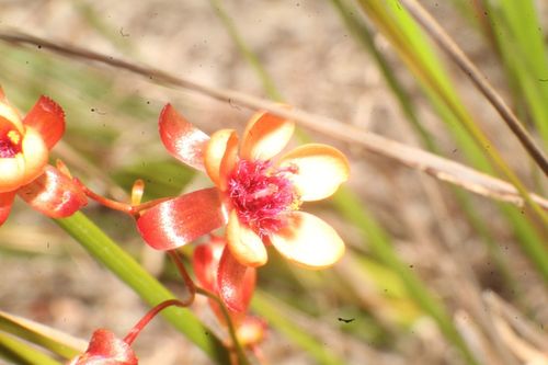 Drosera microphylla (Drosera microphylla)