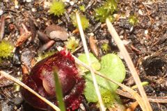 Corybas recurvus