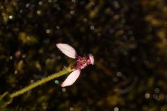 Eriochilus scaber