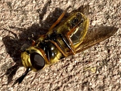 Callicera