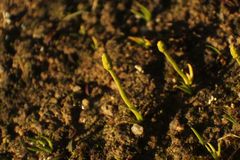 Phylloglossum drummondii