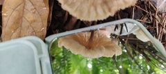 Marasmius maximus