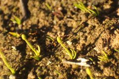 Phylloglossum drummondii