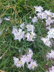 Dianthus sternbergii