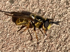 Callicera