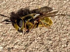 Callicera