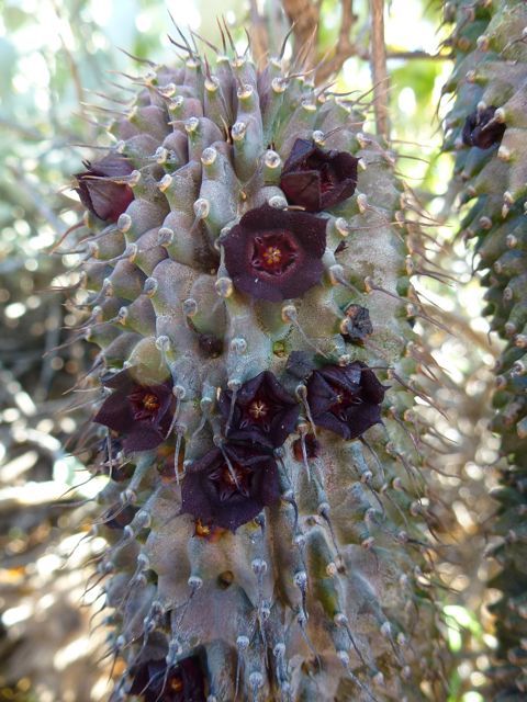 Hoodia pilifera ssp. pilifera