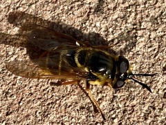 Callicera