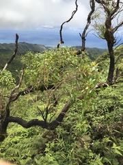 Metrosideros tremuloides