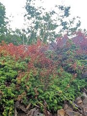 Saxifraga bronchialis funstonii