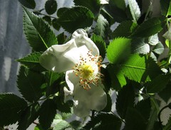 Rosa uncinella