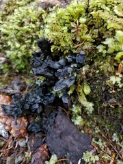 Polyozellus purpureoniger