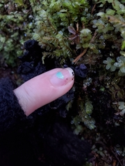 Polyozellus purpureoniger