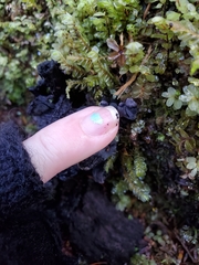 Polyozellus purpureoniger