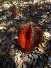 Hydnora africana