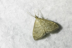 Anania fuscalis