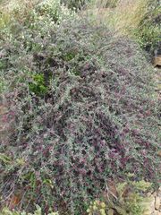 Indigofera obcordata