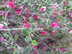 Indigofera obcordata