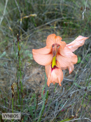 Gladiolus meliusculus