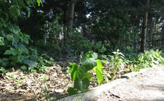 Menispermum dauricum