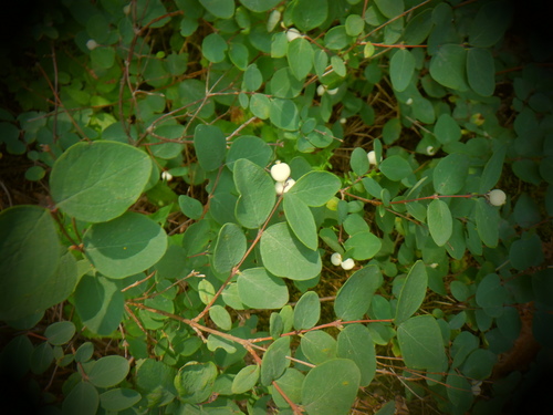 Symphoricarpos albus