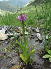 Dactylorhiza euxina