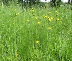 Pilosella prussica
