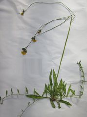 Pilosella prussica