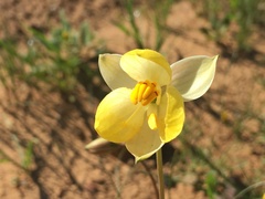 Cyanella alba flavescens