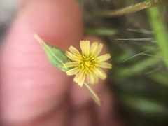 Microseris douglasii